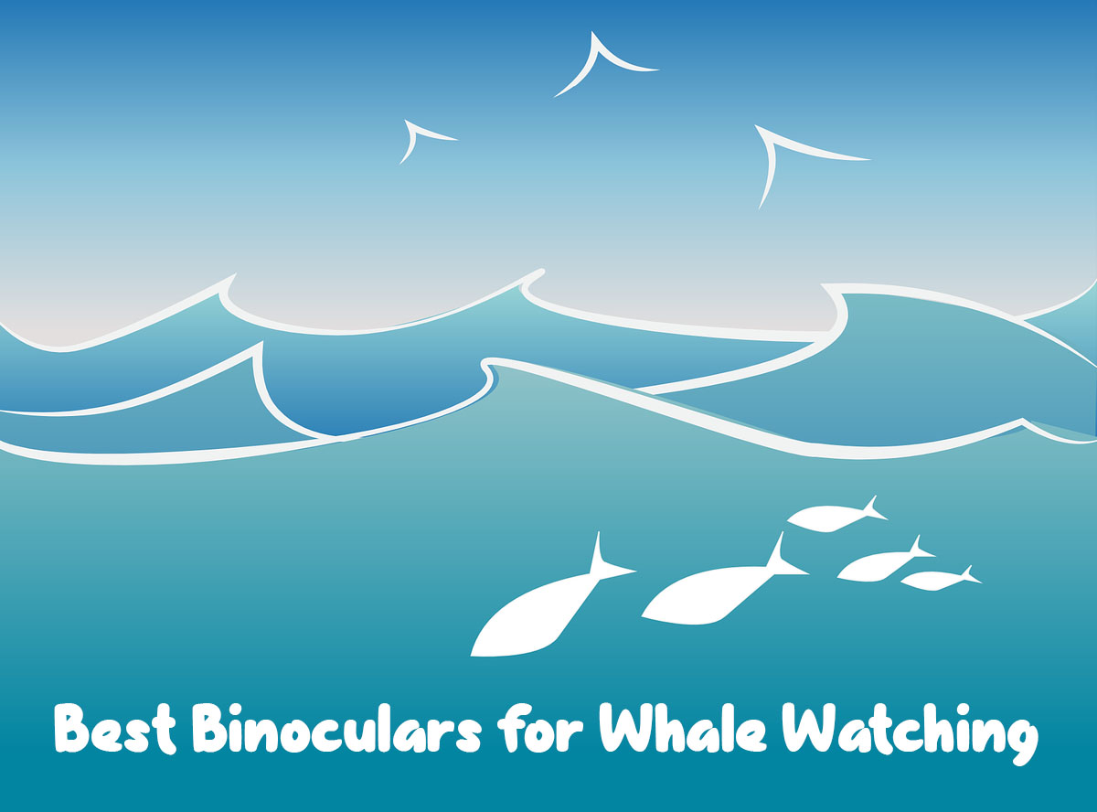 The 10 Best Binoculars for Whale Watching in 2025