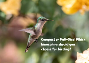 Compact or Full-Size: Which binoculars should you choose for birding?