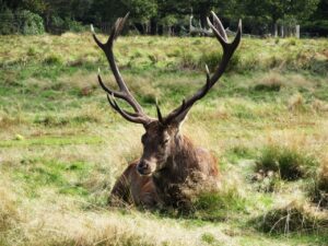 Things to Consider Before Buying Binoculars for Elk Hunting