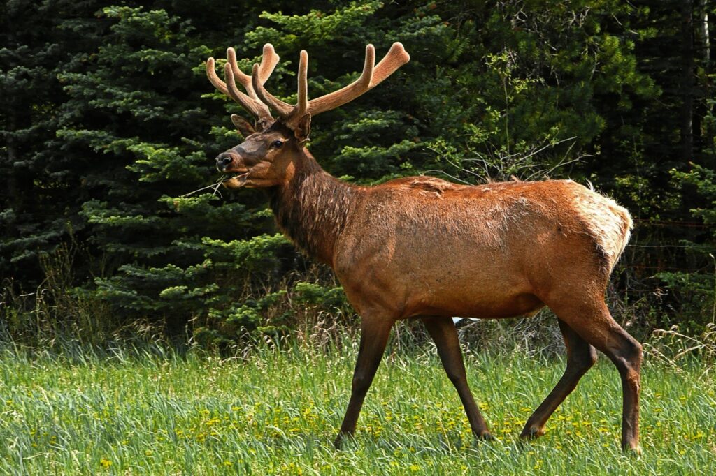 What Power Binoculars Are Best for Elk Hunting?